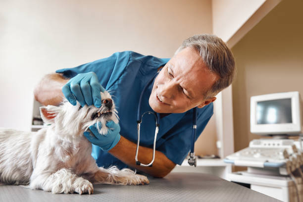 Best 24-Hour Emergency Dentist in Lake Mills, WI